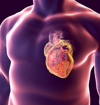 Cardiology